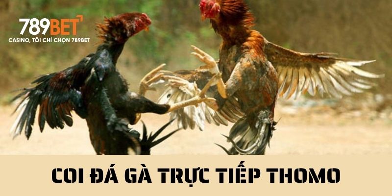 Coi đá gà trực tiếp Thomo sự lựa chọn nhiều người 