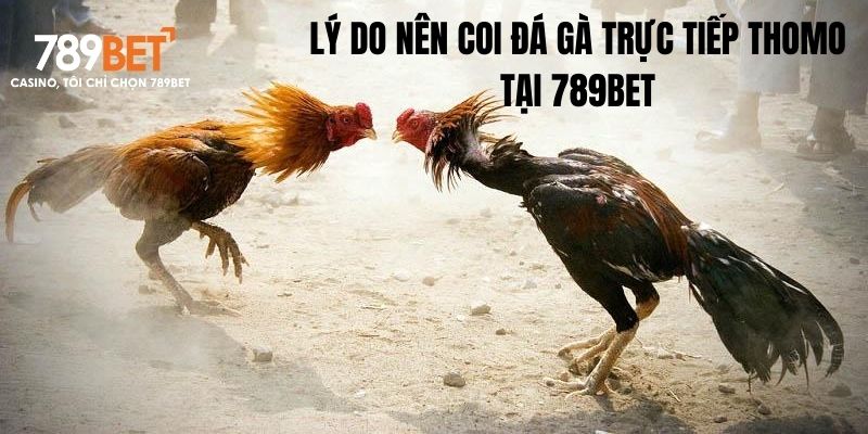 Vì sao nên coi trực tiếp đá gà tại 789BET 